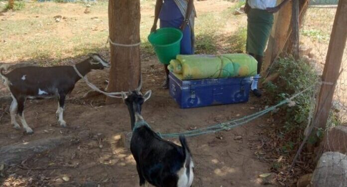 Keiyo South MP Gideon Kimaiyo Pledges Educational Sponsorship for Needy Girl with Goats